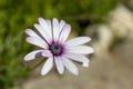 Purple daisies. close-up.