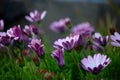 Purple daisies Dimorphotheca ecklonis or cape marguerite