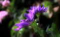 Purple daisies at dusk. Macro image.