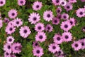Purple daisies in full bloom Royalty Free Stock Photo