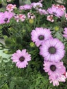 Purple daisies at a garden center Royalty Free Stock Photo