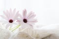 Purple Daisies with lace on white  background.  Dreamy and blurred flower concept for mothers day or valentimes day with copy Royalty Free Stock Photo