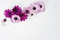 Purple daisies Royalty Free Stock Photo