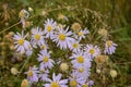 Purple daisies in the meadow Royalty Free Stock Photo