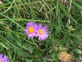 Purple daisies on a meadow in summer Royalty Free Stock Photo