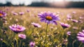 Purple daisies on a meadow Royalty Free Stock Photo