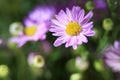 Purple Daisies on a prominent background of leaves