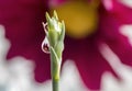 Purple Daisies Refracted in Water Droplets on top of Flower Stem Royalty Free Stock Photo