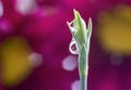 Purple Daisies Refracted in Water Droplets on top of Flower Stem Royalty Free Stock Photo