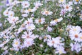 purple daisies in a summer field Royalty Free Stock Photo