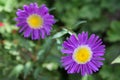 Purple daisies Royalty Free Stock Photo