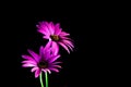 Purple daisies vividly glowing on black. Royalty Free Stock Photo