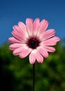 Purple daisy Royalty Free Stock Photo