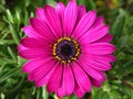 Purple daisy Royalty Free Stock Photo