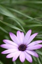 Purple daisy Royalty Free Stock Photo