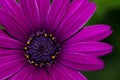 Purple daisy