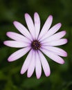 Purple daisy close up in dark green background Royalty Free Stock Photo