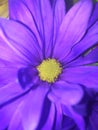 Purple Daisy Close Up.