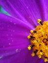 Purple daisy, close up at the spring time Royalty Free Stock Photo