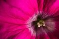 Purple daisy, close up at the spring time Royalty Free Stock Photo