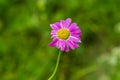 Purple daisy close up Royalty Free Stock Photo