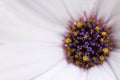 Purple Daisy close up with yellow and purple petals.  Macro Photography.  Close up for background Royalty Free Stock Photo