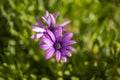 Purple daisy with drops.. close-up.