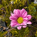 Purple daisy fine art flower photography Royalty Free Stock Photo