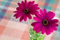 Purple daisy flower