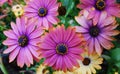 Purple daisy flower Royalty Free Stock Photo