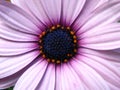 Purple daisy flower in bloom Royalty Free Stock Photo