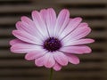 Purple daisy flower bloom up close in macro shot with a brown striped background, nature, outdoors, purple flower with purple Royalty Free Stock Photo