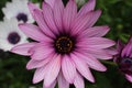 Purple daisy flower close up Royalty Free Stock Photo