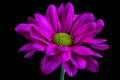 Purple daisy flower macro Royalty Free Stock Photo