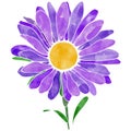 Ipad pro Procreate drawing Purple daisy flower vector illustration with watercolor texture Royalty Free Stock Photo