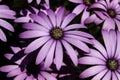 Purple daisy flowers close up