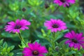 Purple daisy flowers