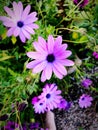 Colourful violet Purple Daisy in a garden