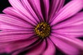 Purple daisy macro  full of pollen Royalty Free Stock Photo