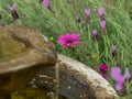 Purple daisy next to lavender and a water feature