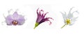 Purple daisy, Pear blossom and Orchid rendered liquid Royalty Free Stock Photo