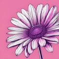 purple daisy on pink background with purple center, closeup Royalty Free Stock Photo