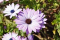 Purple daisy Royalty Free Stock Photo