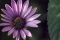 purple daisy in sunlight in the morning on black background Royalty Free Stock Photo