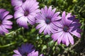 Purple daisy and water droplets. A group of purple daisies. Royalty Free Stock Photo