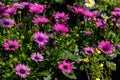 Purple Daisybush in bloom. Royalty Free Stock Photo