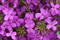 Purple Dame`s Rocket flowers, Hesperis matronalis, night violet