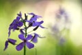 Purple Dame`s Rocket flowers, Hesperis matronalis, night violet