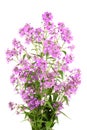 Purple Dame`s Rocket flowers, Hesperis matronalis, night violet on white background