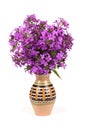 Purple Dame`s Rocket flowers, Hesperis matronalis, night violet on white background